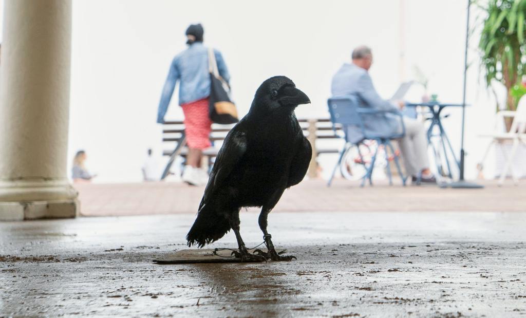 Patton Oswalt as Matthew the Raven